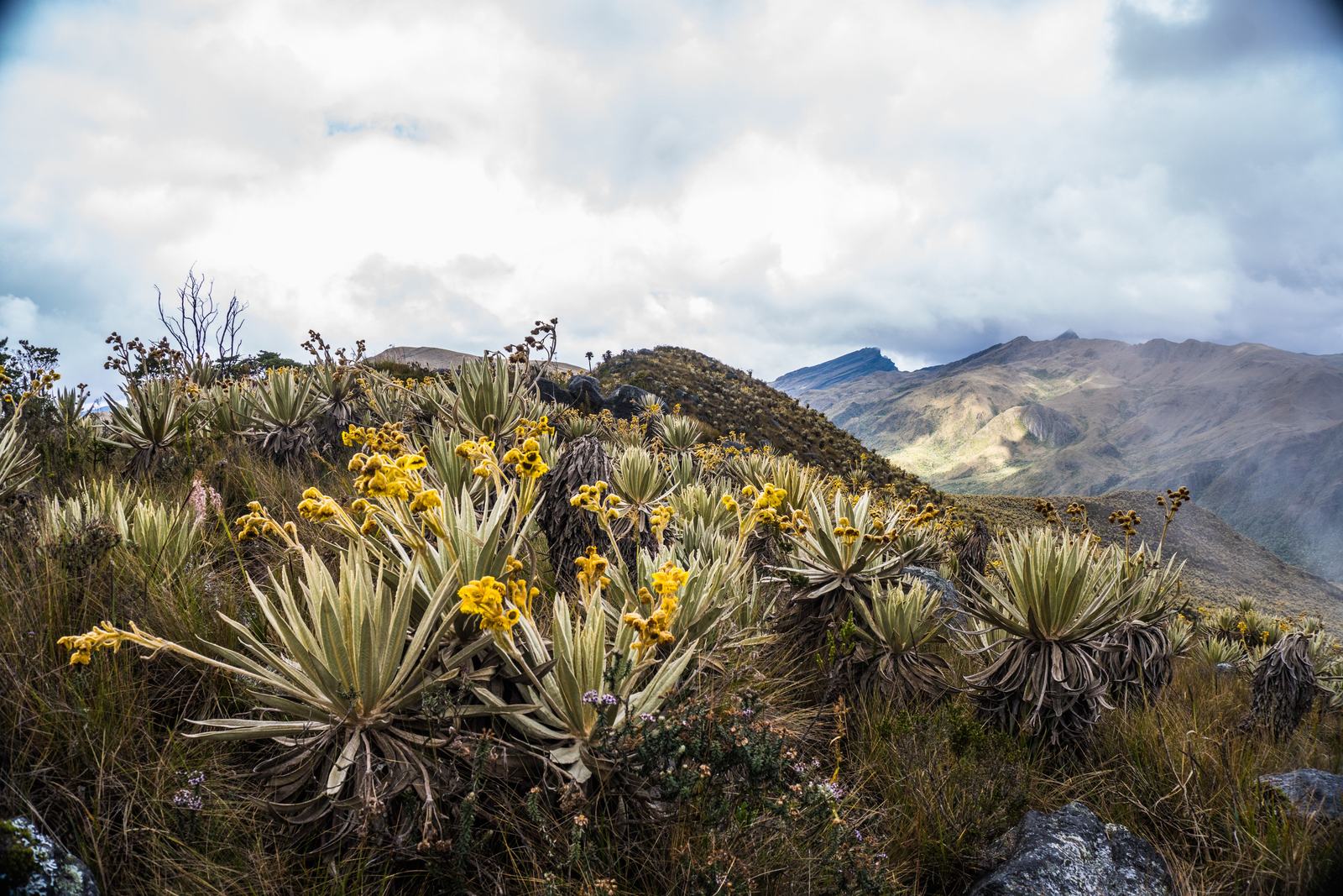 Frailejones en flor en el Parque Nacional Natural Los Nevados